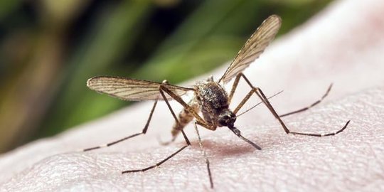 5 Cara Sederhana Menghilangkan Bekas Gigitan Nyamuk yang Mengganggu