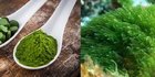 8 Manfaat Spirulina untuk Tubuh, Efektif Turunkan Berat Badan