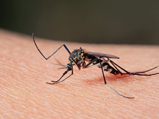 ilustrasi nyamuk malaria