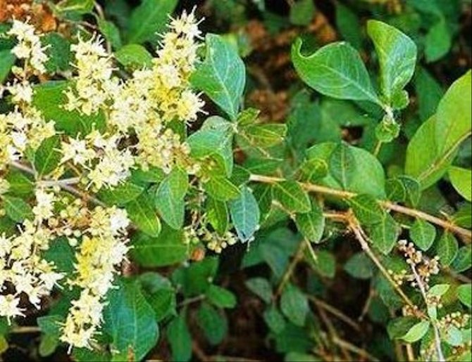 6 cara membuat henna bubuk daun inai dan cara menggunakannya