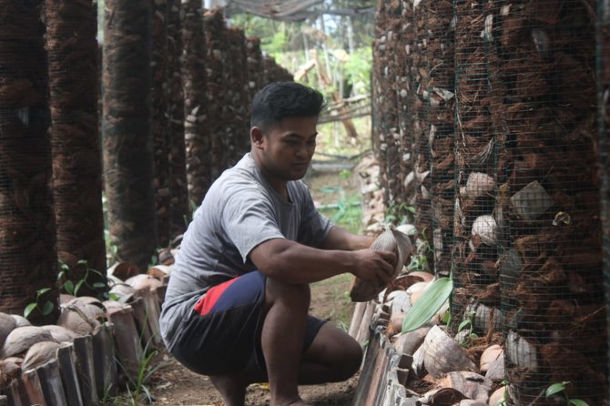 warga banyuwangi tanam vanili di pekarangan