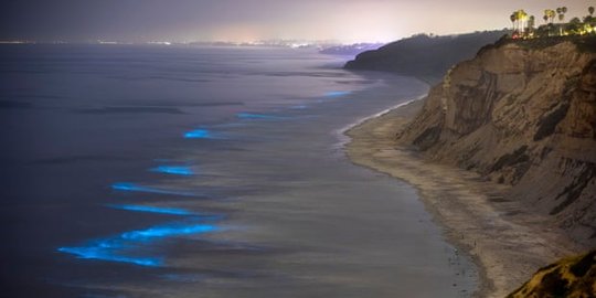 Diserbu Fitoplankton, Pantai-Pantai San Diego Menyala Biru di Malam Hari