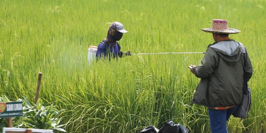 Siap Hadapi Kemarau, Petani Bisa Tiga Kali Tanam dalam Setahun