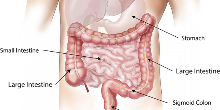 Fungsi Usus Halus Dalam Sistem Pencernaan Manusia Yang Perlu Diketahui Merdeka Com