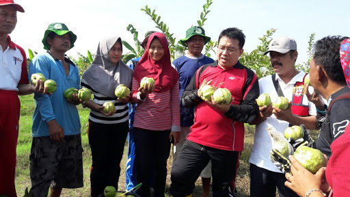 kebun jambu kristal di bojonegoro