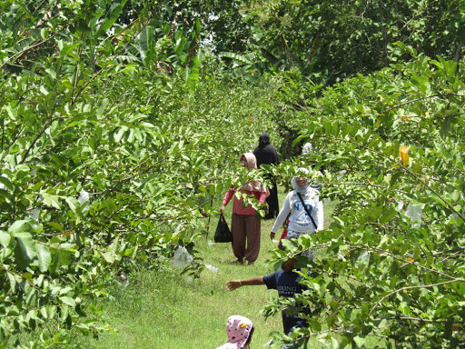 kebun jambu kristal di bojonegoro