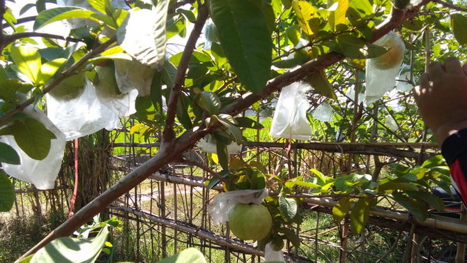 kebun jambu kristal di bojonegoro