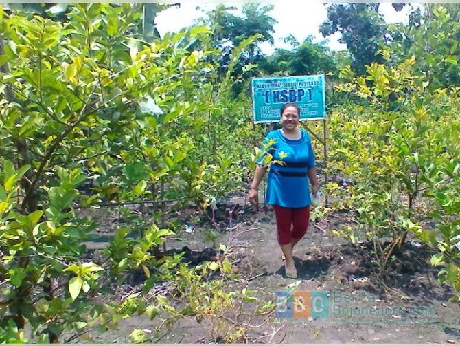 kebun jambu kristal di bojonegoro