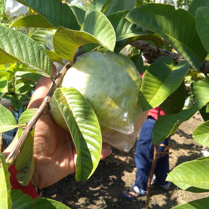 kebun jambu kristal di bojonegoro