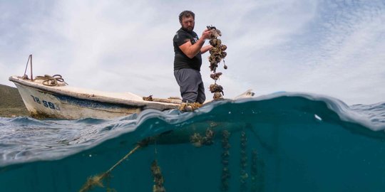 Intip Cara Warga Kroasia Beternak Tiram di Tengah Laut