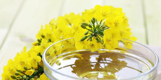 6 minyak yang cocok dikonsumsi dan tak berbahaya bagi penderita diabetes