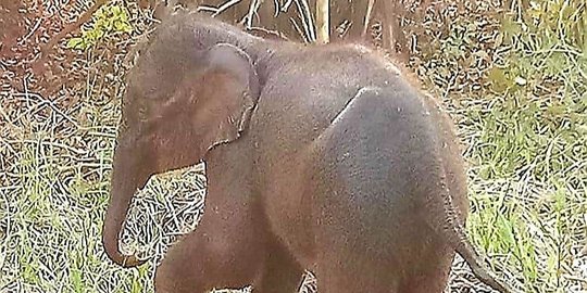 Pria Ini Nekat Beri Makan Gajah Liar Masuk Desa, Begini Nasib Tragisnya