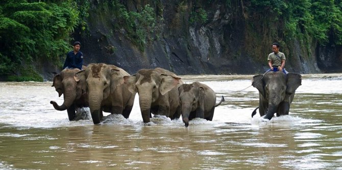 bermain bersama gajah di ekowisata tangkahan the hidden paradise of sumatera utara