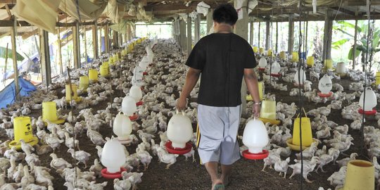 Permintaan Telur Ayam Merosot, Pengusaha & Peternak di Sumsel Rugi Rp600 Juta Sehari