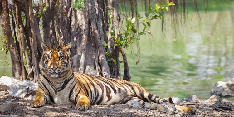 7 Macam Binatang Buas Yang Paling Mematikan Di Dunia Salah Satunya Di Indonesia Merdeka Com