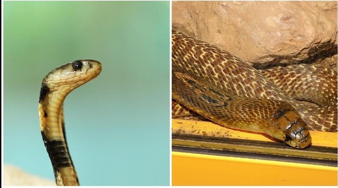 ular kobra dan king cobra