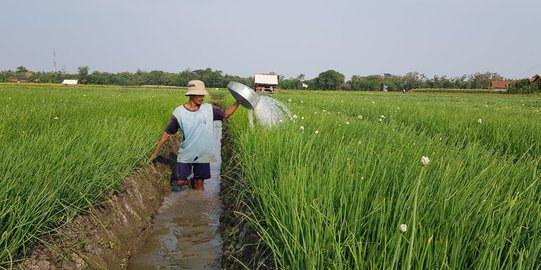 Cegah Pangan Langka Saat Corona, 255.000 Hektar Lahan Gambut Kalteng Siap Jadi Sawah