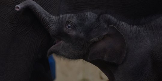 Lahir di Tengah Pandemi, Bayi Gajah Sumatera Ini Diberi Nama Covid