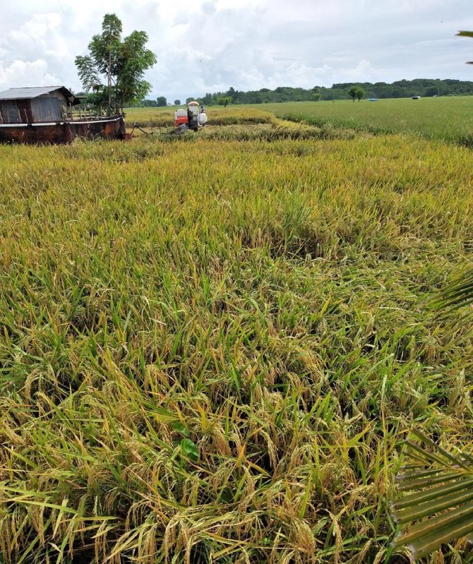 lahan pertanian