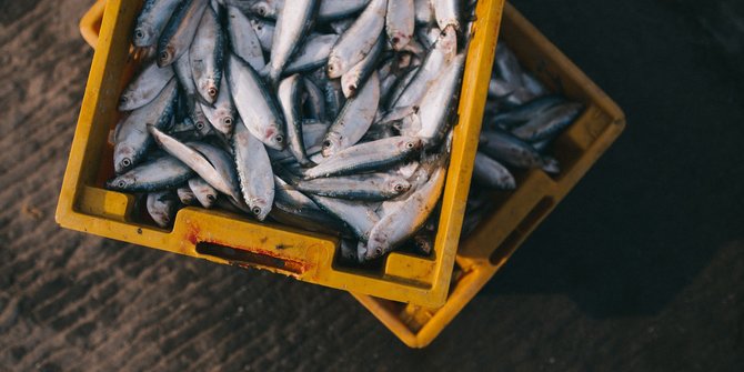7 Manfaat Ikan Gabus bagi Kesehatan, Baik untuk Penyembuhan Luka
