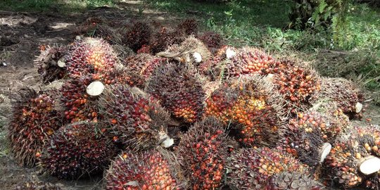 Pengusaha Harap Tak Ada Lagi Kampanye Negatif Kelapa Sawit