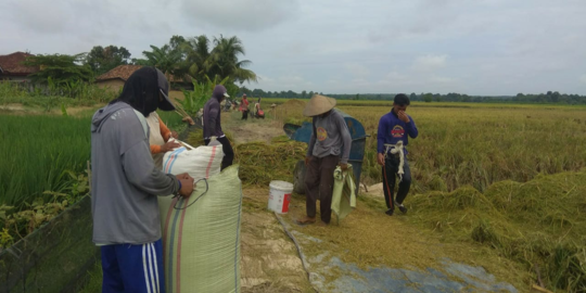 Sumsel Klaim Stok Pangan Cukup 1 Tahun, Bahkan Mampu Penuhi Kebutuhan 5 Provinsi