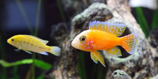 7 Macam Ikan Hias yang Unik dan Cantik, Mudah Dipelihara di Rumah