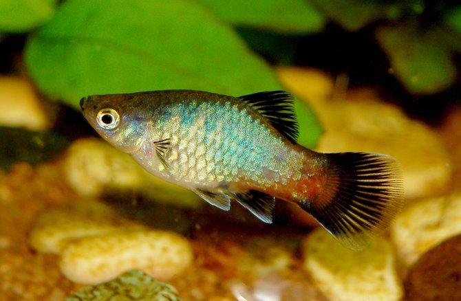 10 jenis ikan hias yang cantik dan mudah dipelihara