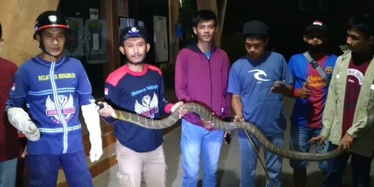 Berdiam di Pohon, King Kobra 2,5 Meter Bikin Resah Warga yang Datangi Kelurahan