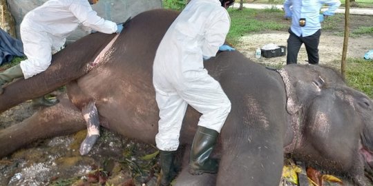 Derita Infeksi Saluran Pencernaan Kronis, Gajah di Kasang Kulim Ditemukan Mati