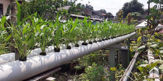 Kisah Warga Jaksel Panen Hasil Bertani Hidroponik Tengah Pandemi