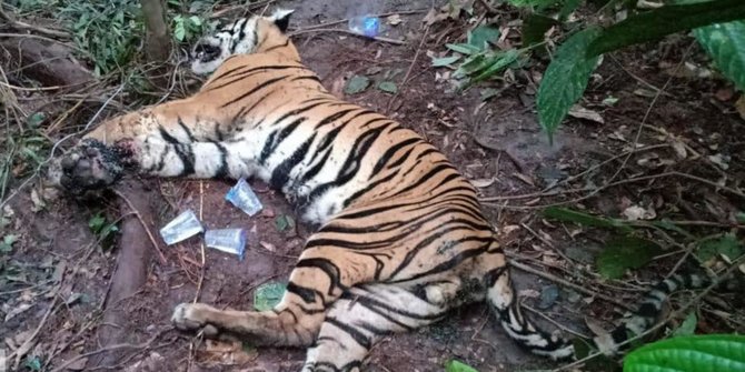 Harimau Sumatera Mati Terjerat di Minas Barat