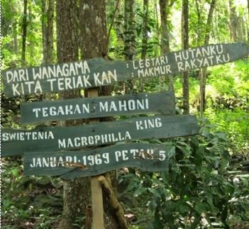 hutan wanagama