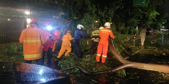 Hujan Lebat, Penyandang Tuna Rungu Tertimpa Pohon Tumbang di Jaksel