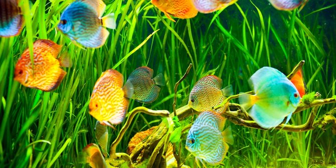 Cara Membuat  Aquarium  Ikan  Hias untuk Pemula Mudah 