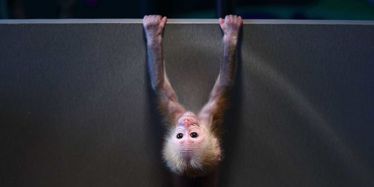Hasil Penelitian: Monyet Kebal Virus Corona Setelah Terinfeksi