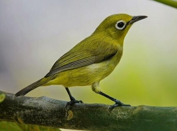 5 cara merawat burung pleci dengan mudah cepat berkicau lantang dan nyaring