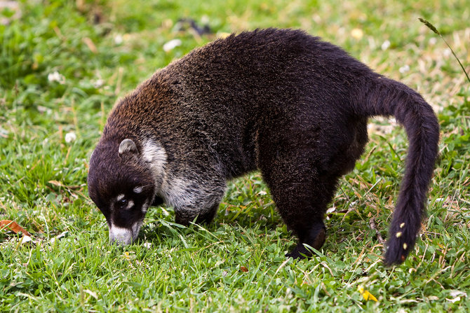 musang