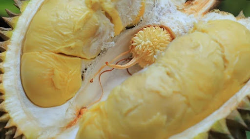 durian kembang lumajang
