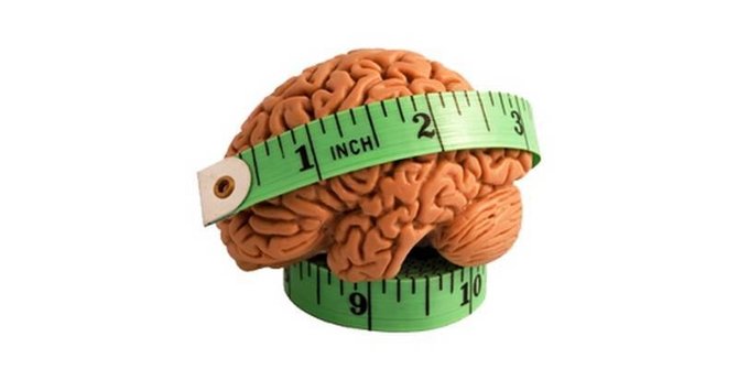 ukuran otak manusia