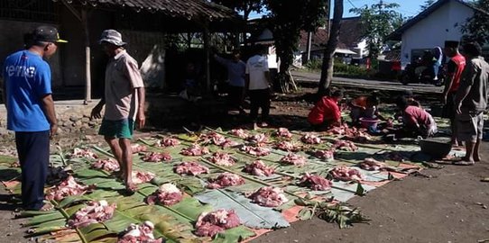 Tompo'an, Tradisi Menabung Beli Sapi Kolektif Jelang Idul Fitri di Jember