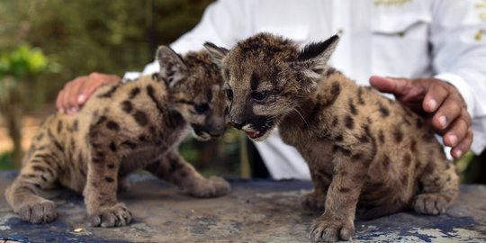 Puma 'Pandemi' dan 'Karantina' Lahir di Meksiko