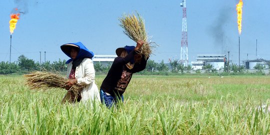 Petani Diminta Tetap Produktif di Tengah Pandemi Demi Wujudkan Kedaulatan Pangan RI