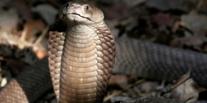https://cdns.klimg.com/merdeka.com/i/w/news/2020/05/27/1181015/670x335/pria-di-india-bunuh-istri-dengan-ular-kobra-setelah-gagal-dengan-ular-biasa.png