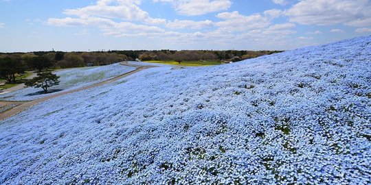 Ditutup, Jutaan Bunga di Hitachi Seaside Park Mekar tanpa Disaksikan Pengunjung