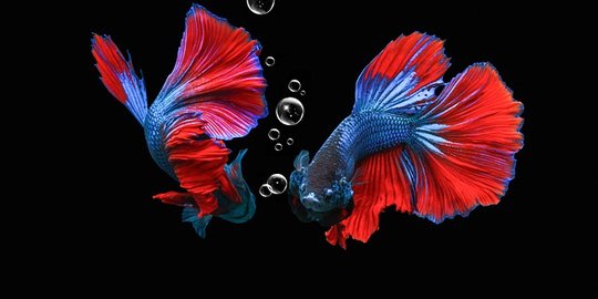 4 Jenis Ikan  Cupang  Mahal yang Cocok untuk Dipelihara 