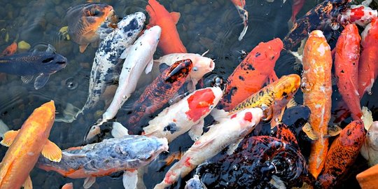 13 Jenis Ikan Koi Terpopuler yang Paling Dicari dan Bercorak Indah