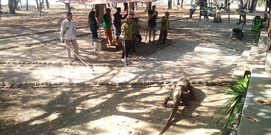 Penutupan Kawasan Taman Nasional Komodo Diperpanjang Selama Pandemi Covid-19