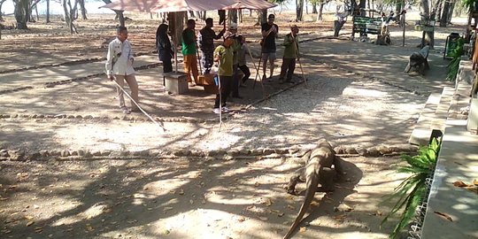 Penutupan Balai Taman Nasional Komodo Kembali Diperpanjang