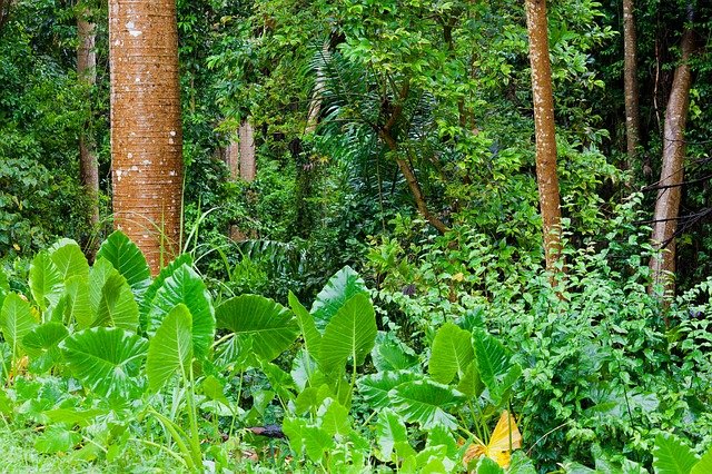 Bentuk Daun Di Hutan Hujan Tropikal Tamara Richard
